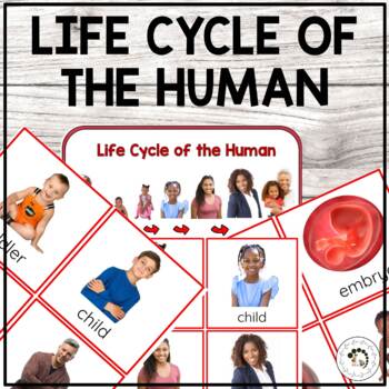 Preview of Life Cycle of the Human Montessori 3 Part Cards
