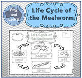 Life Cycle of the Mealworm