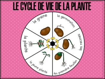 Preview of Life Cycle of the Plant (French Resource)