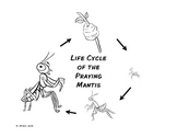 Life Cycle of the Praying Mantis Freebee