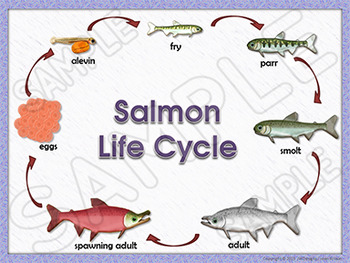 Life Cycles Salmon Life Cycle Unit with Craftivity by Just Wonderful