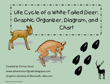 Preview of Life Cycle of the White Tailed Deer