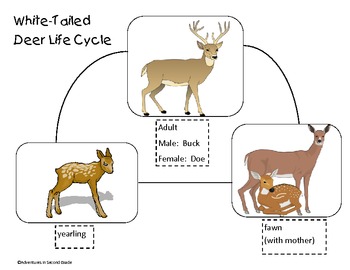 Life Cycle of the White Tailed Deer by Chrissy Youel | TpT