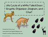 Life Cycle of the White Tailed Deer