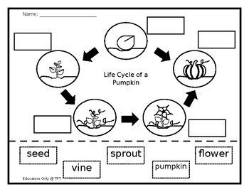 Preview of Life Cycle (pumpkin)