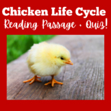Chicken Life Cycle | Worksheet Reading Comprehension Activ