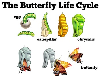 Life Cycles of Animals Posters by Green Apple Lessons SCIENCE | TpT