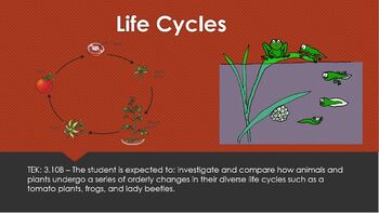 Preview of Life Cycles - Life Science - Interactive PowerPoint