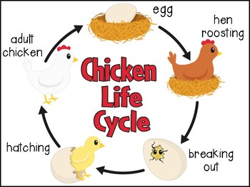 Life Cycles Second Grade