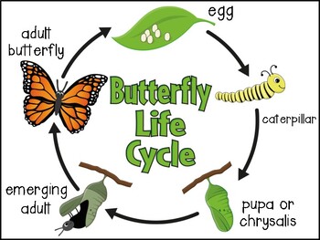 What Are The 4 Life Cycles
