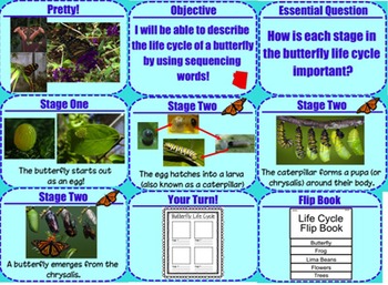 Preview of Life Cycles Bundle