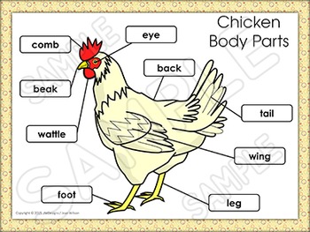 Life Cycles CHICKEN LIFE CYCLE Unit with Craftivity by Just Wonderful