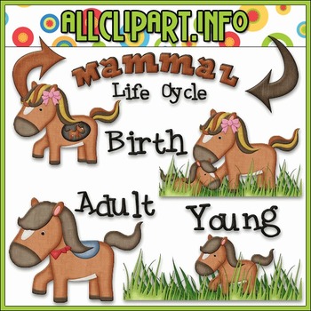 Preview of TPT EXCLUSIVE BUNDLE - Life Cycles Clip Art - Mammals