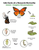 Life Cycles - Growth and Development of Organisms - Grade 3 NGSS