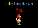 Life Cycles : Life inside an egg (chicken) 90% ANIMATED!! 