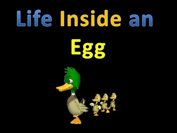 Preview of Life Cycles : Life inside an egg (duck) ANIMATED!!! UNBELIEVEABLE
