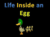 Life Cycles : Life inside an egg (duck) ANIMATED!!! UNBELIEVEABLE