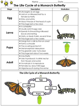 Preview of Life Cycles: Monarch Butterfly Study Guide Outline - King Virtue's Classroom