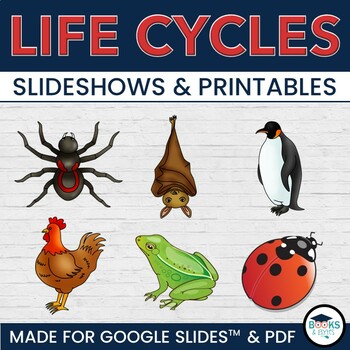 Preview of Life Cycles: Penguin, Bat, Spider, Ladybug, Frog, Chicken Slideshows + Printable