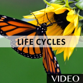 Preview of Life Cycles - Plant, Insect, and Animal Life Cycles Rap Video [3:18]