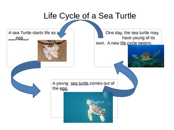 Preview of Life Cycles Powerpoint
