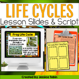 Life Cycles PowerPoint Slides and Note Taking Graphic Orga