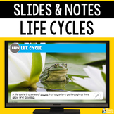 Life Cycles Slides & Notes Worksheet | Plant, Frog, Ladybu