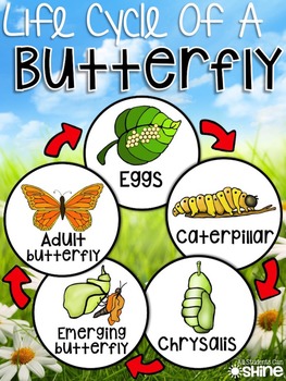 Life Cycles Unit by All Students Can Shine | Teachers Pay Teachers