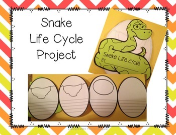 Life Cycle Projects, Posters, and More | TpT