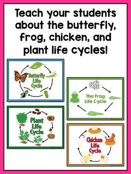 Life Cycles Activities & Lessons Bundle for Pre-K, Kindergarten, or 1st