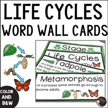 Preview of Life Cycles Vocabulary Cards With Definitions