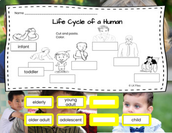 Life Cycles for Google Docs & pdf BUNDLE - Ideal for Distance Learning ...