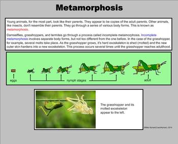 Life Cycles of Animals - A 4th Grade PowerPoint Introduction by Mike Hyman