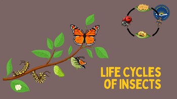 Preview of Life Cycles of Insects PDF Lesson Presentation – K7, L3 2nd Grade CKLA, Amplify