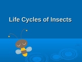 Life Cycles of Insects: Powerpoint and follow-up
