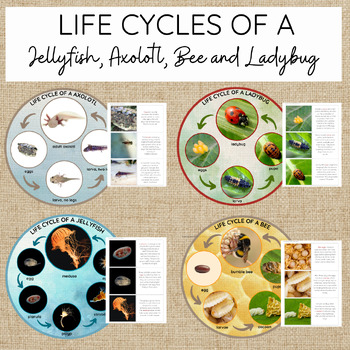 Life Cycles of a - Jellyfish, Axolotl, Bumblebee and Ladybug | TPT