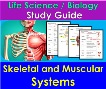 Preview of Skeletal and Muscular Systems -  Life Science / Biology Study Guide and Review