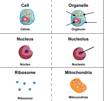 Preview of Life Science English/Spanish Flashcards