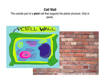 Preview of Life Science: Parts of a Cell Vocabulary