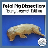 Fetal Pig Dissection Lab Activity for Upper Elementary Students