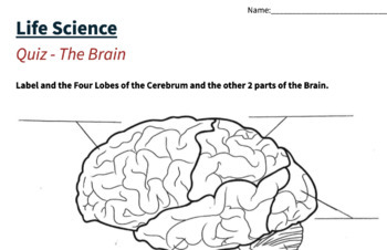 Preview of Life Science - The Human Brain | 5th Grade | Quiz