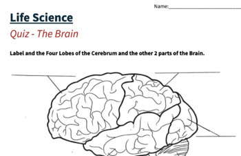 parts of the brain diagram quiz