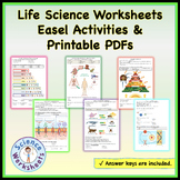 enzymes assignment answer key