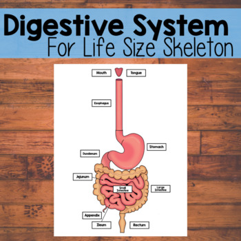 Preview of Life Size Digestive System | Life Size Skeleton Companion | Science | Anatomy