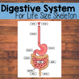 Life Size Digestive System | Life Size Skeleton Companion 