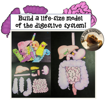 Preview of Life Size Digestive System Model Printable for Review or Projects