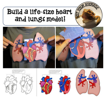 Preview of Life Size Heart and Lungs Paper Model Printable Pulmonary Circuit Blood Flow