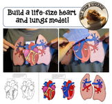 Life Size Heart and Lungs Paper Model Printable Pulmonary 