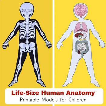 Preview of Life-Size Human Body Anatomy Paper Models: 6 Body Systems