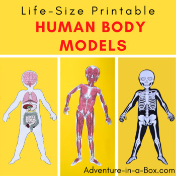 Preview of 11 Life-Size Human Body Anatomy Paper Models: All Body Systems